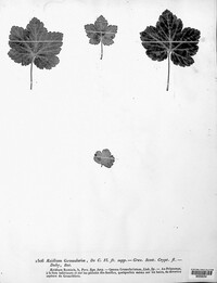 Puccinia caricina image